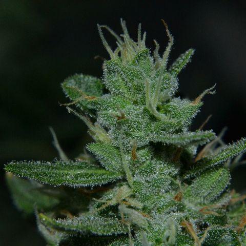 Think different growlog photo: Start dark for 48 hours