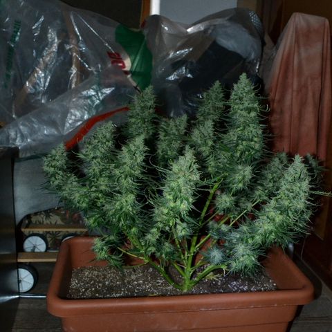 Think different growlog photo: Start dark for 48 hours