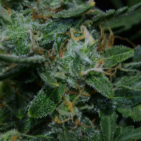 Think different growlog photo: Start dark for 48 hours
