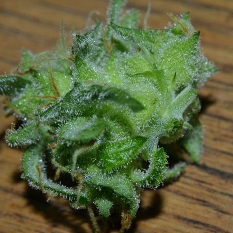 Think different growlog photo: Start dark for 48 hours