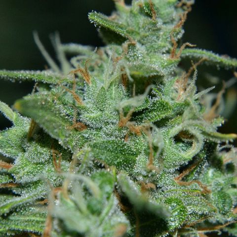 Think different growlog photo: Start dark for 48 hours