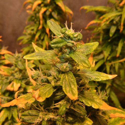 Super Skunk Auto growlog timeline photo