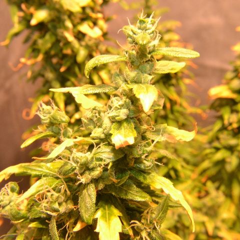 Super Skunk Auto growlog timeline photo