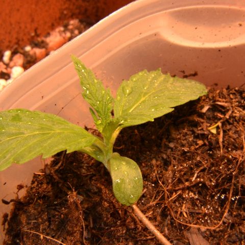 Bubba Kush Autoflowering growlog timeline photo