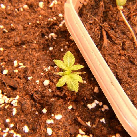 Bubba Kush Autoflowering growlog timeline photo