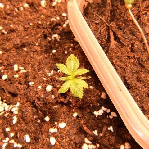 Bubba Kush Autoflowering growlog timeline photo