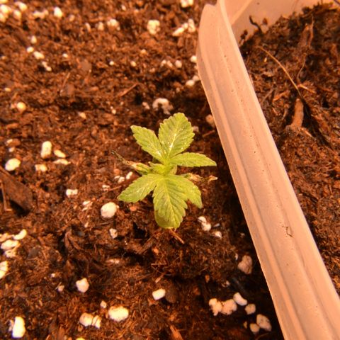 Bubba Kush Autoflowering growlog timeline photo