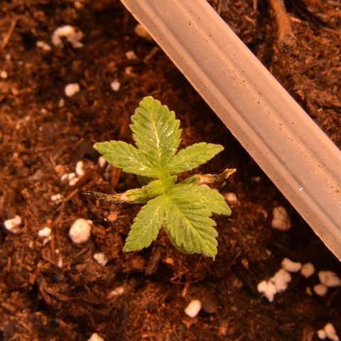 Bubba Kush Autoflowering growlog timeline photo