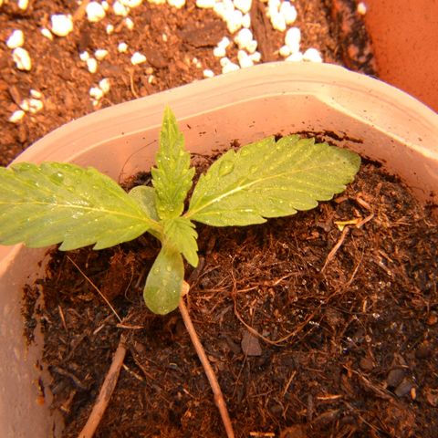 Bubba Kush Autoflowering growlog timeline photo