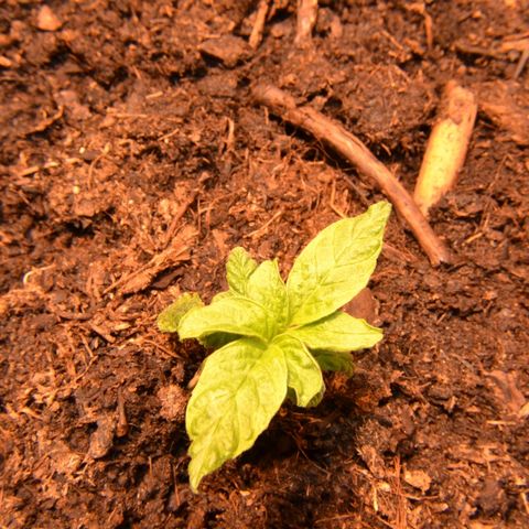 Auto Critical Orange Punch growlog timeline photo