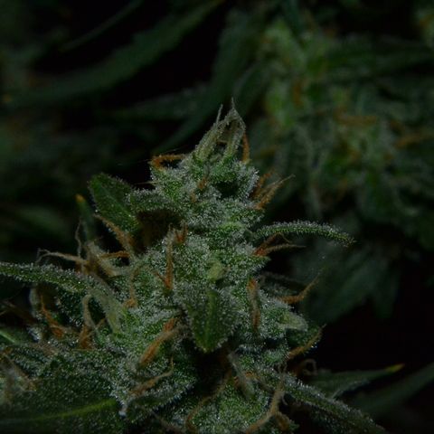 Think different growlog timeline photo