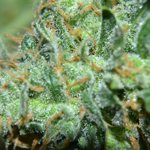 Think different growlog timeline photo