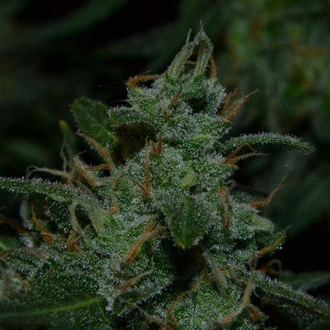 Think different growlog timeline photo