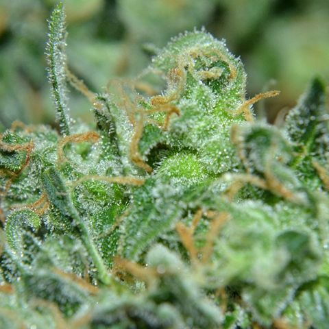 Think different growlog timeline photo