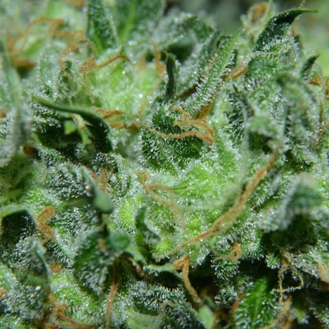 Think different growlog timeline photo