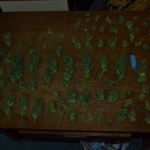 Think different growlog timeline photo