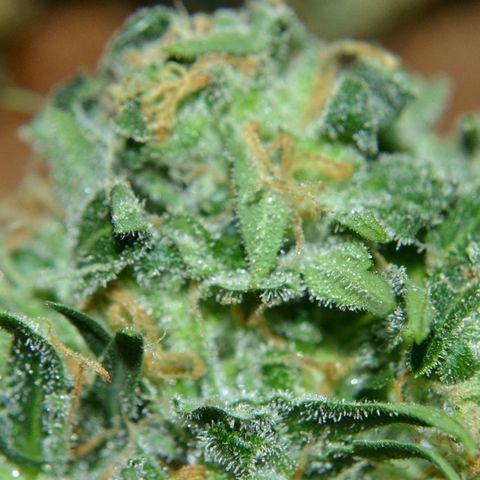 Think different growlog timeline photo
