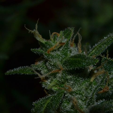 Think different growlog timeline photo