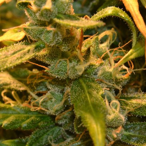Super Skunk Auto growlog timeline photo