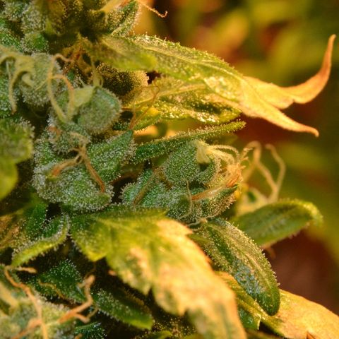Super Skunk Auto growlog timeline photo