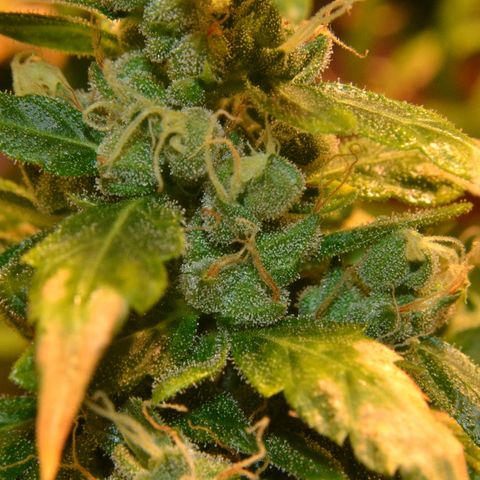 Super Skunk Auto growlog timeline photo