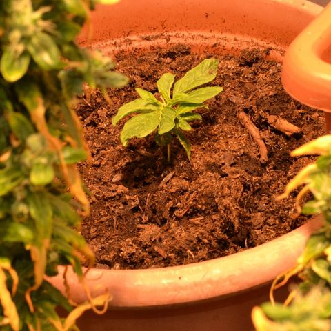 Auto Critical Orange Punch growlog timeline photo