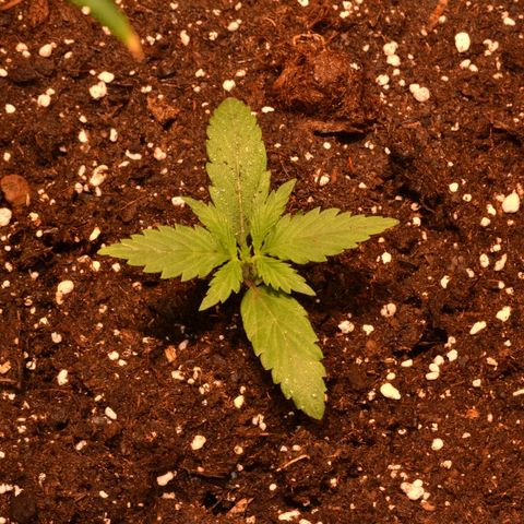Bubba Kush Autoflowering growlog timeline photo