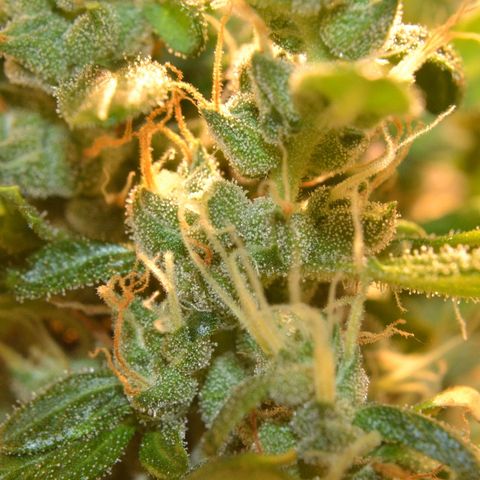 Super Skunk Auto growlog timeline photo