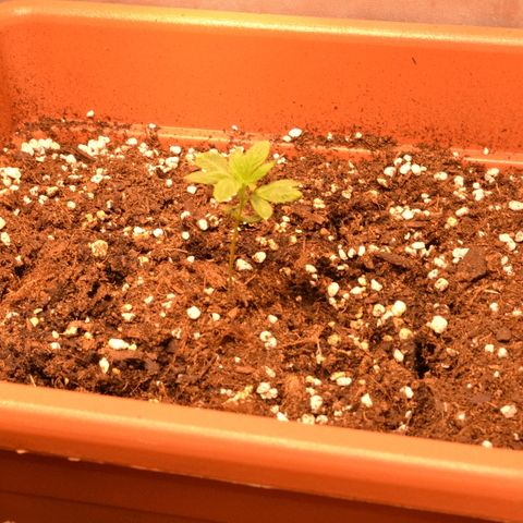 Bubba Kush Autoflowering growlog timeline photo