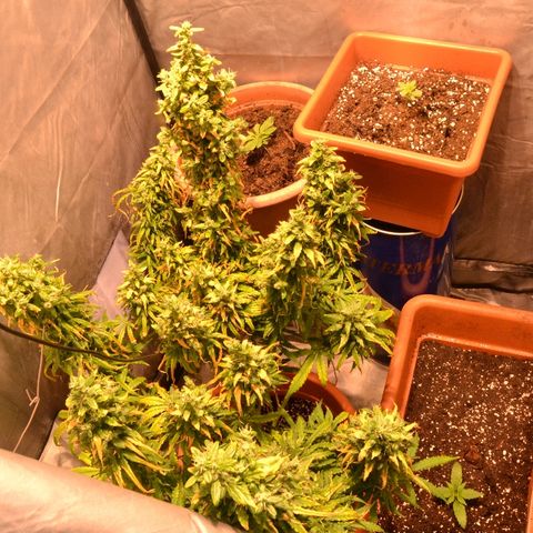 Super Skunk Auto growlog timeline photo