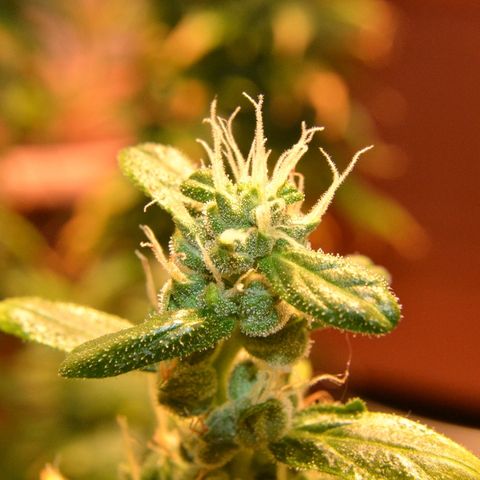 Super Skunk Auto growlog timeline photo