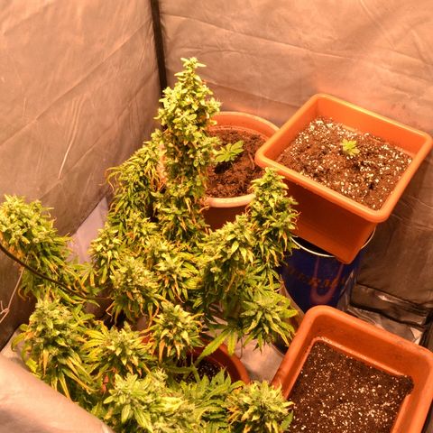 Super Skunk Auto growlog timeline photo