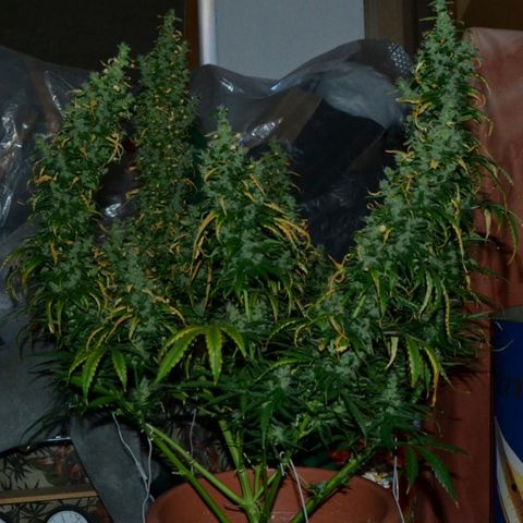 Super Skunk Auto growlog photo: Dark for 24h