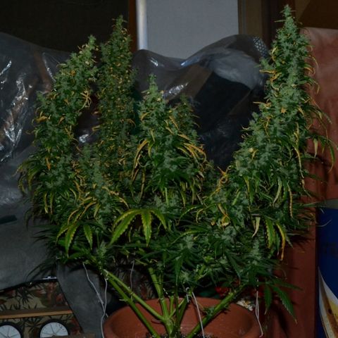 Super Skunk Auto growlog photo: Dark for 24h