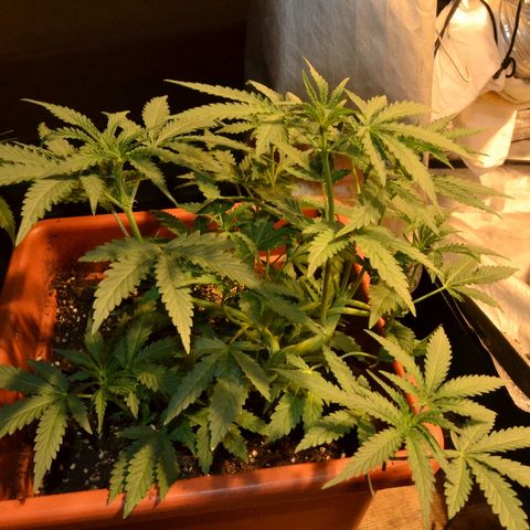 Bubba Kush Autoflowering growlog timeline photo