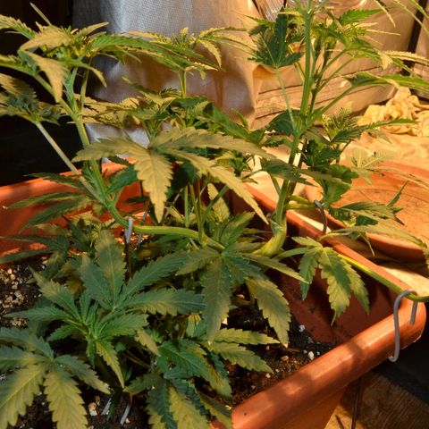 Bubba Kush Autoflowering growlog timeline photo