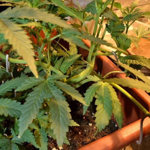 Bubba Kush Autoflowering growlog timeline photo