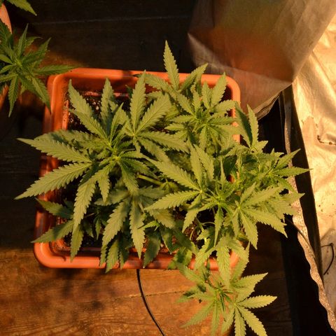 Bubba Kush Autoflowering growlog timeline photo