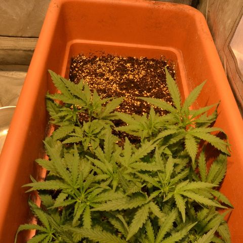 Bubba Kush Autoflowering growlog timeline photo