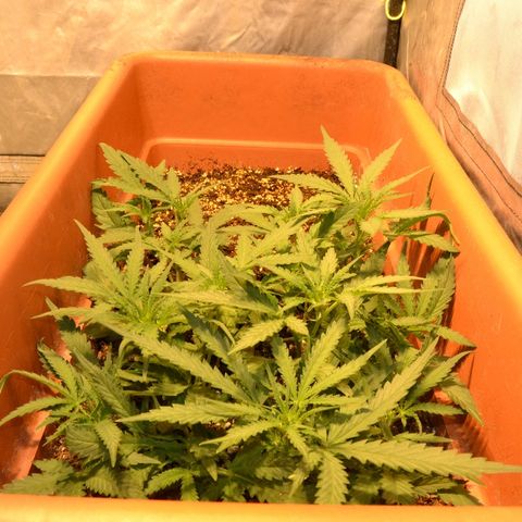 Bubba Kush Autoflowering growlog timeline photo