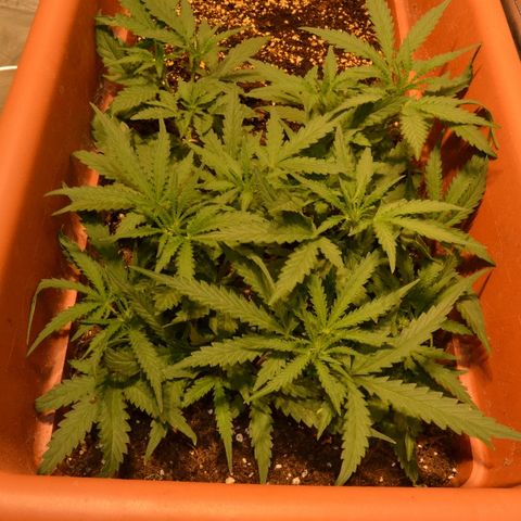 Bubba Kush Autoflowering growlog timeline photo
