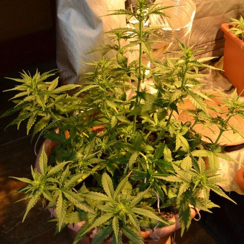 Auto Critical Orange Punch growlog timeline photo