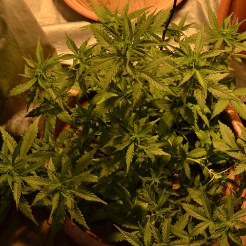 Auto Critical Orange Punch growlog timeline photo