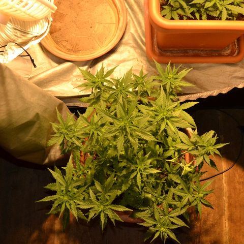 Auto Critical Orange Punch growlog timeline photo