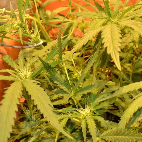 Bubba Kush Autoflowering growlog timeline photo