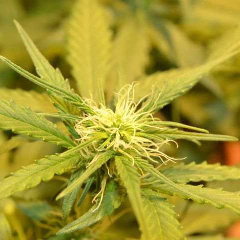 Bubba Kush Autoflowering growlog timeline photo