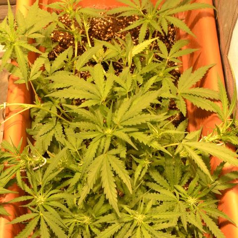 Bubba Kush Autoflowering growlog timeline photo