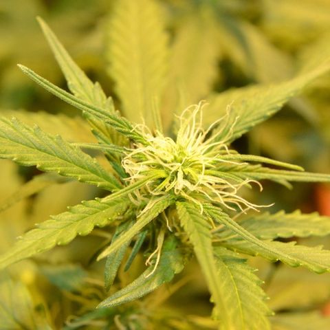 Bubba Kush Autoflowering growlog timeline photo