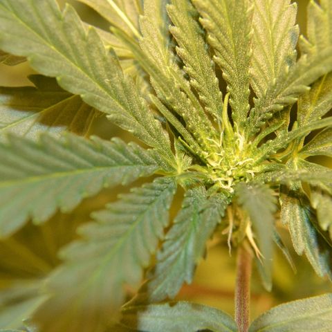 Bubba Kush Autoflowering growlog timeline photo