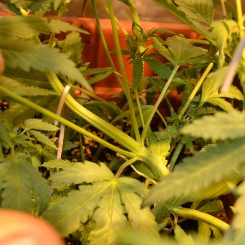Bubba Kush Autoflowering growlog timeline photo